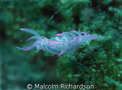 nudi by Malcolm Richardson 